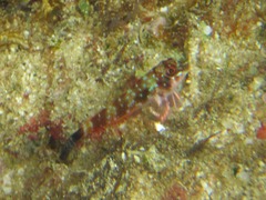 Axoclinus storeyae