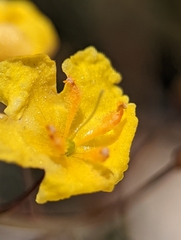 Verbascum pyroliforme dudleyanum