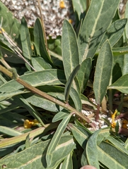 Verbascum pyroliforme dudleyanum