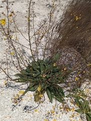 Verbascum pyroliforme dudleyanum