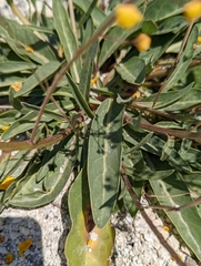 Verbascum pyroliforme dudleyanum