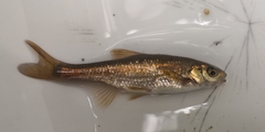 Squalius alburnoides