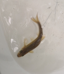 Squalius alburnoides