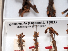 Acraspis gemula