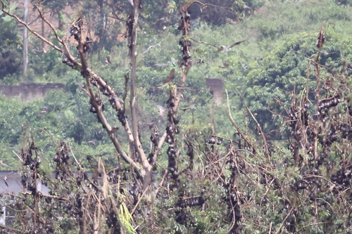 Straw-coloured Fruit Bat