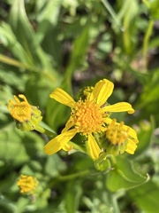 Senecio crassulus