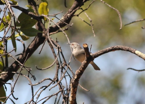 Miombo Wren-Warbler (Calamonastes undosus), photo 2