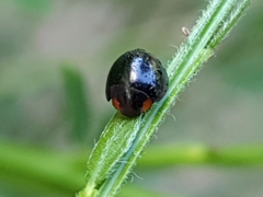 Parexochomus nigromaculatus