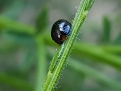 Parexochomus nigromaculatus