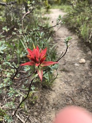 Castilleja purpurascens