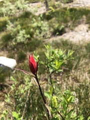 Castilleja purpurascens