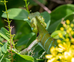 Calotes calotes