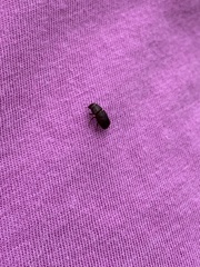 Dendroctonus terebrans