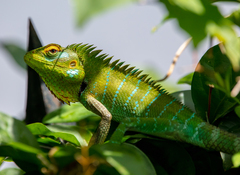 Calotes calotes
