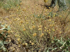 Sideritis tragoriganum