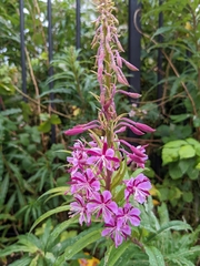 Chamaenerion angustifolium