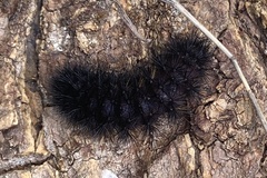 Hypercompe permaculata