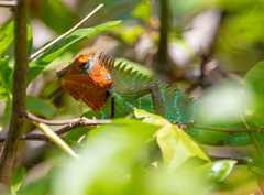 Calotes calotes