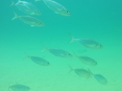 Selar crumenophthalmus