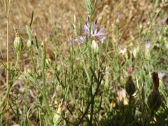 Centaurea aspera