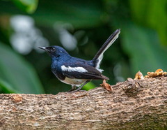 Copsychus saularis