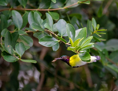 Leptocoma zeylonica