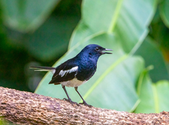 Copsychus saularis