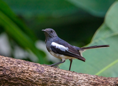 Copsychus saularis