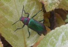Strongylium auratum