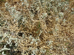 Mercurialis tomentosa