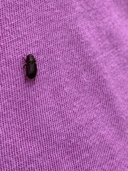 Dendroctonus terebrans