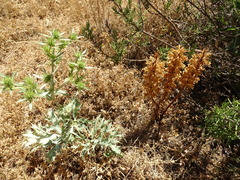 Orobanche amethystea