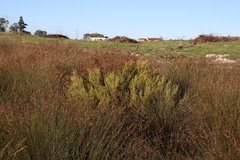 Thamnochortus bachmannii