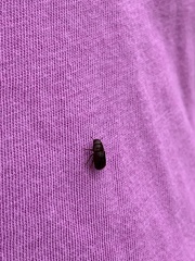 Dendroctonus terebrans