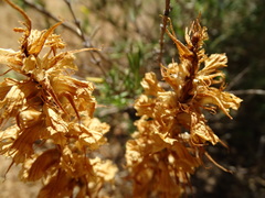 Orobanche amethystea