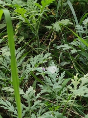 Leptosia nina