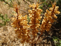Orobanche amethystea