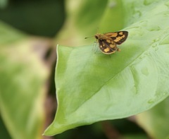 Taractrocera luzonensis