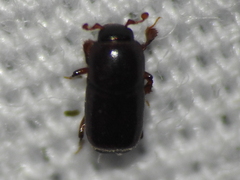 Teretrius orbus