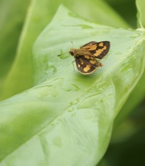 Taractrocera luzonensis
