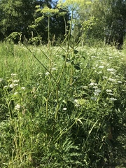 Tordylieae