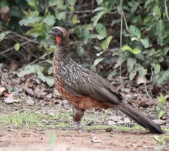 Penelope ochrogaster