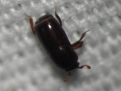 Teretrius orbus