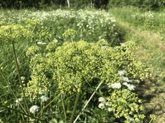 Tordylieae