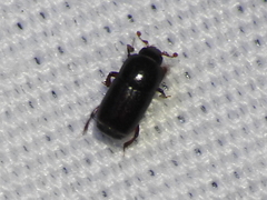 Teretrius orbus