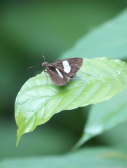 Notocrypta paralysos