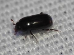 Teretrius orbus