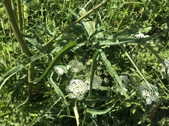 Tordylieae