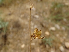Helianthemum ledifolium