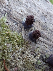 Stemonitis flavogenita